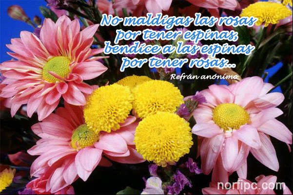 No maldigas las rosas por tener espinas, bendice a las espinas por tener rosas