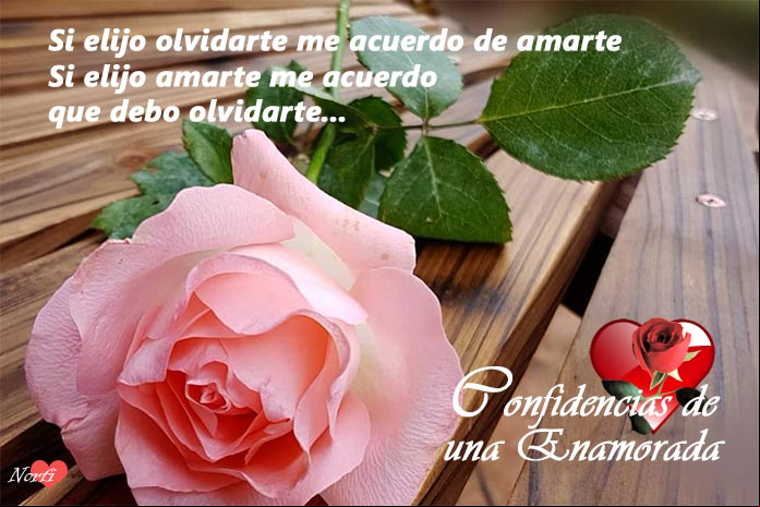 Sería igual elegir entre amarte y olvidarte. Si elijo olvidarte me acuerdo de amarte y si elijo amarte me acuerdo que debo olvidarte Confidencias de una mujer locamente enamorada y apasionada
