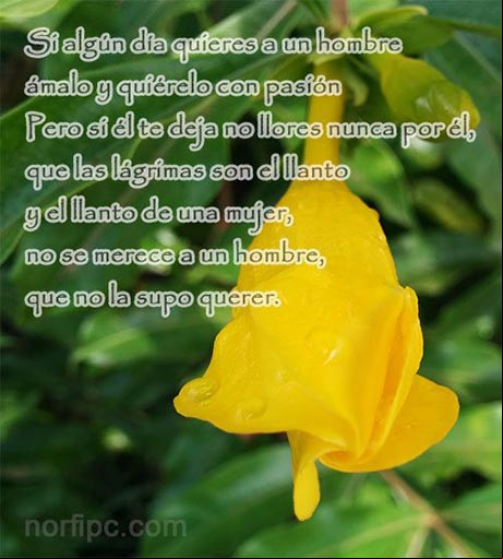 Si algún día quieres a un hombre ámalo y quiérelo, pero si él te deja no llores nunca por él, que las lágrimas son el llanto y el llanto de una mujer, no se merece a un hombre, que no la supo querer Mensajes de reproche para un amor que se fue