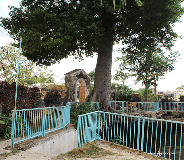 Ceiba justo encima de la cueva del sumidero y la entrada al lugar