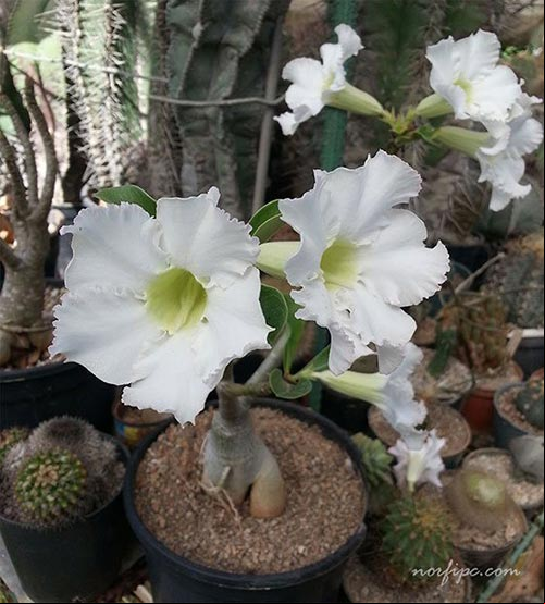 Fotos de la variedad blanca del Adenium o Rosa del desierto