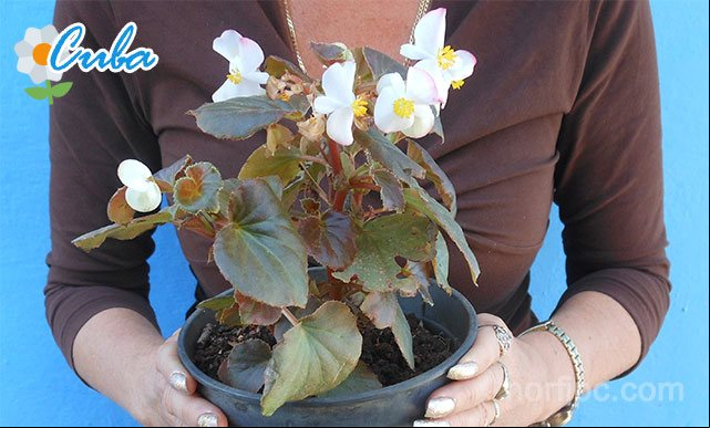 Sitios donde comprar plantas con flores o decorativas en Cuba
